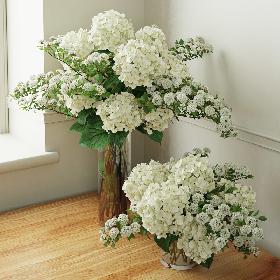 Hydrangea 2 3D